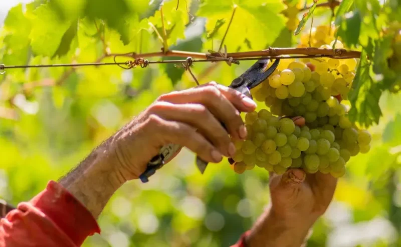 Tour Maria Fumaça: Almoço Italiano, Epopeia e Transporte Incluso para uma Experiência Incrível!!