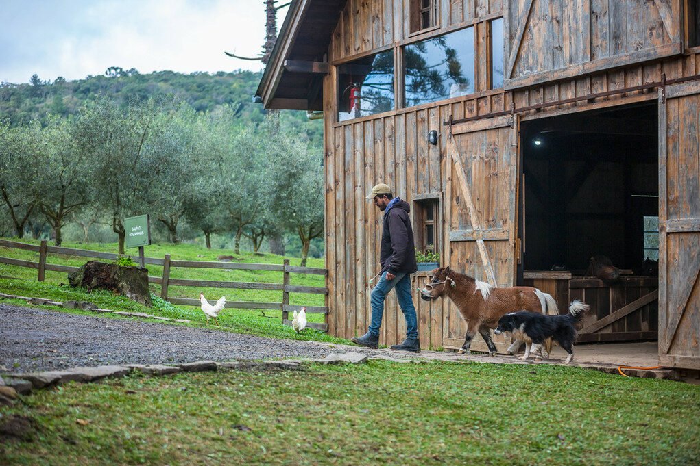 Um paraíso entre pôr do sol e oliveiras