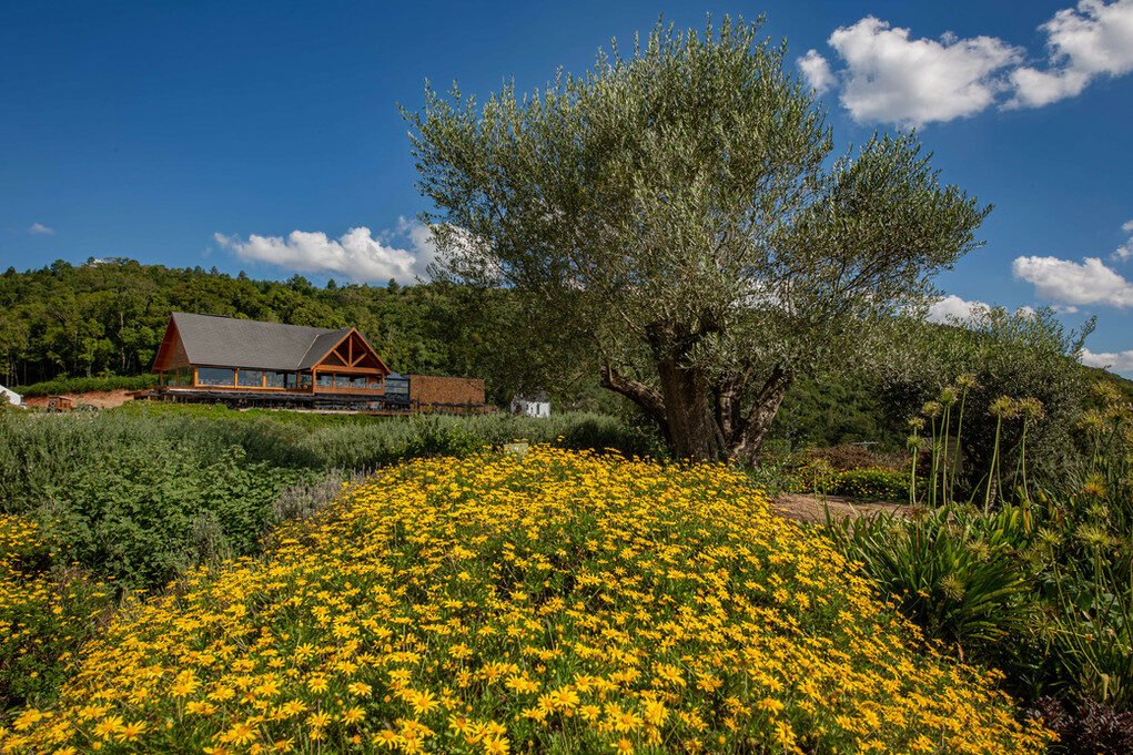 Um paraíso entre pôr do sol e oliveiras