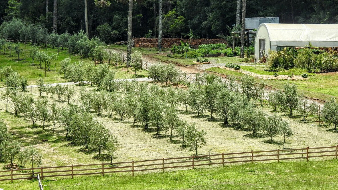 Um paraíso entre pôr do sol e oliveiras