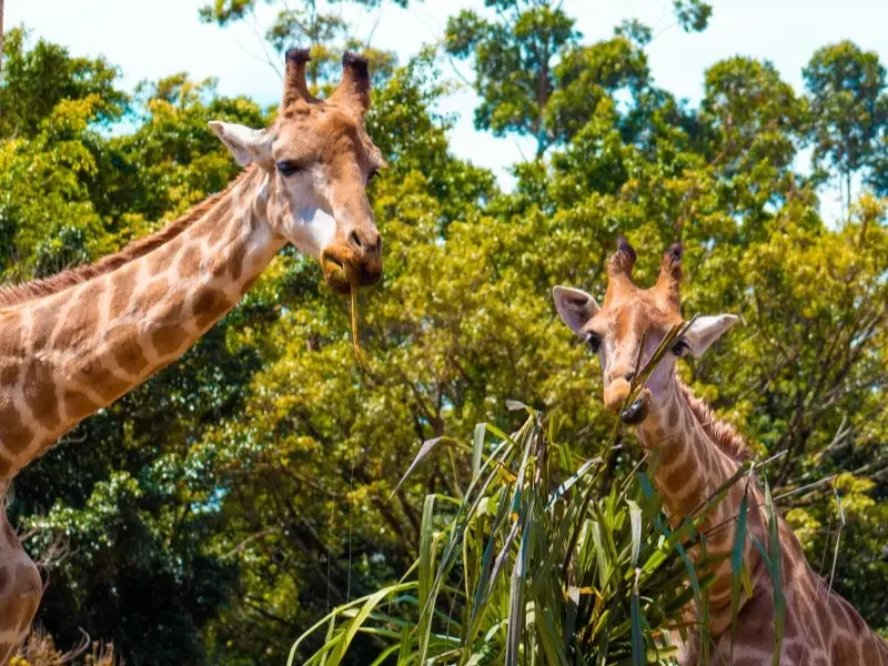 Beto Carrero World - O maior e mais completo mundo de diversão e aventura da América Latina!