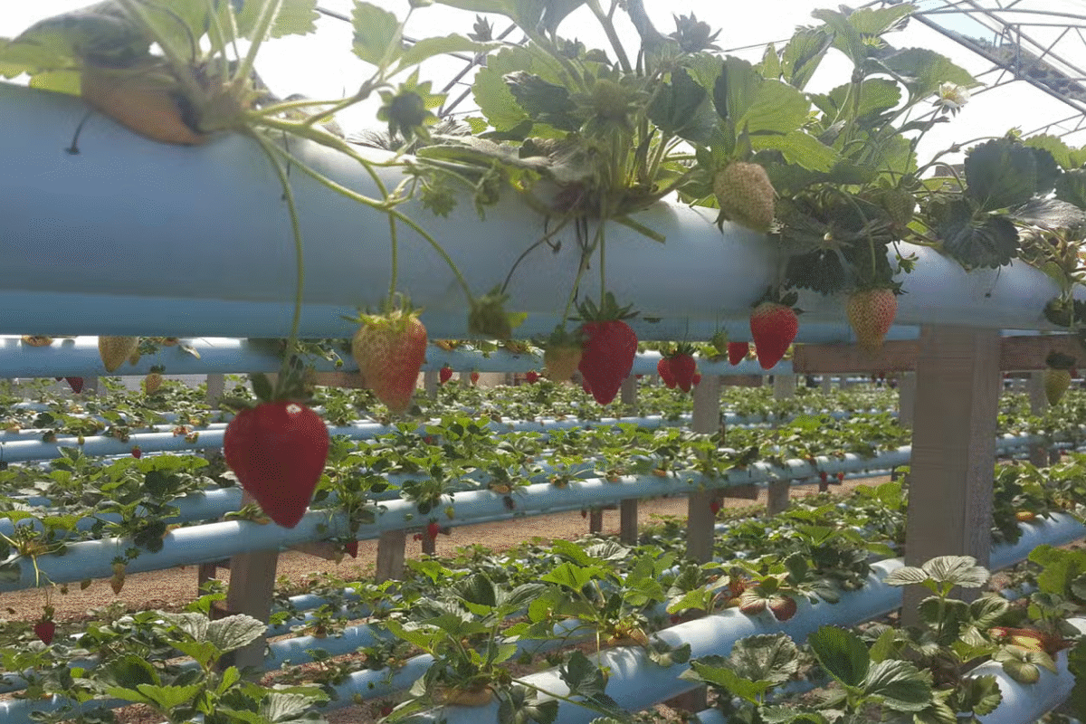 Caxias do Sul e Ana Rech: Um Encanto de Vila no Coração da Imigração Italiana!