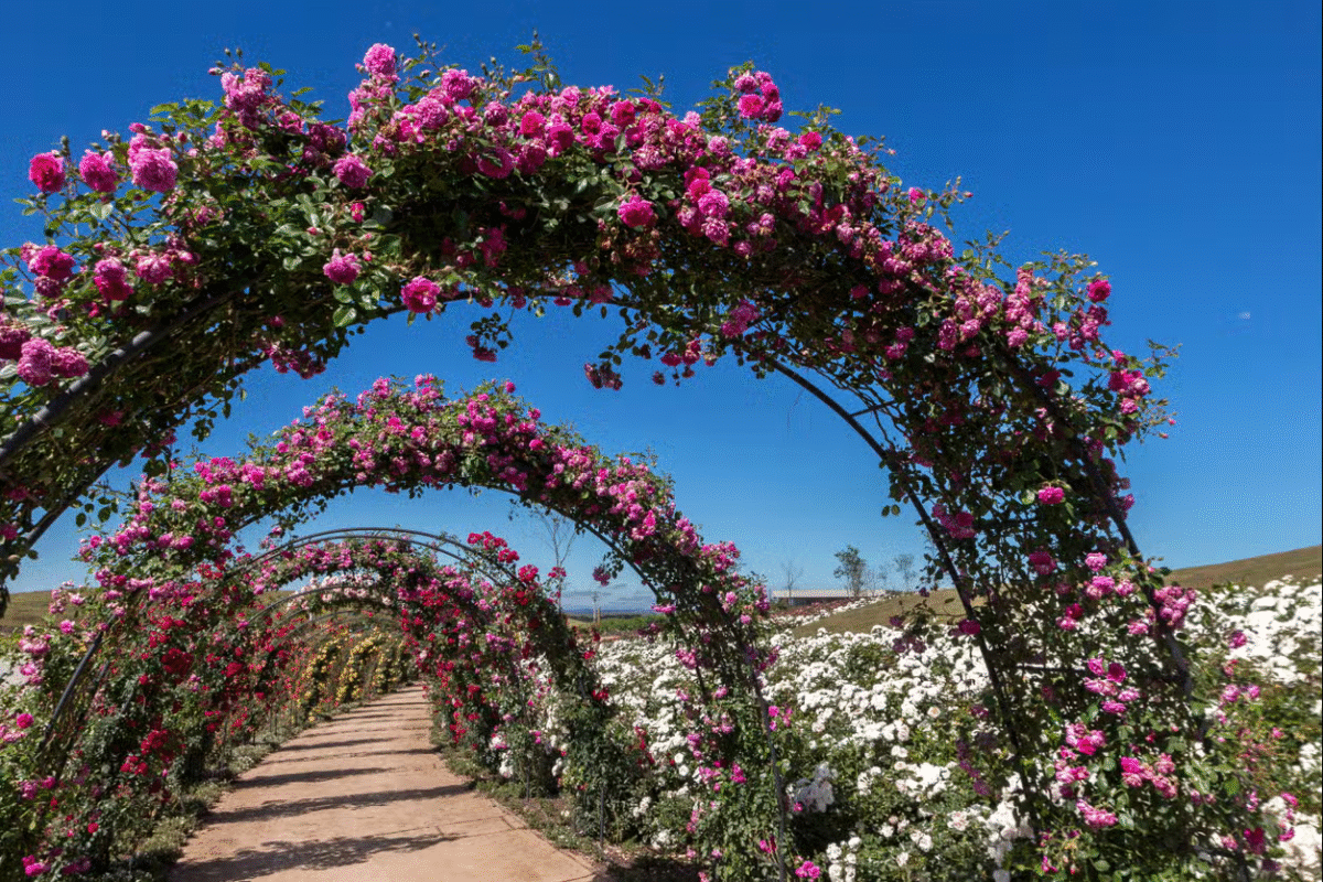 São Francisco de Paula: Um Dia Entre Flores e Encantos!