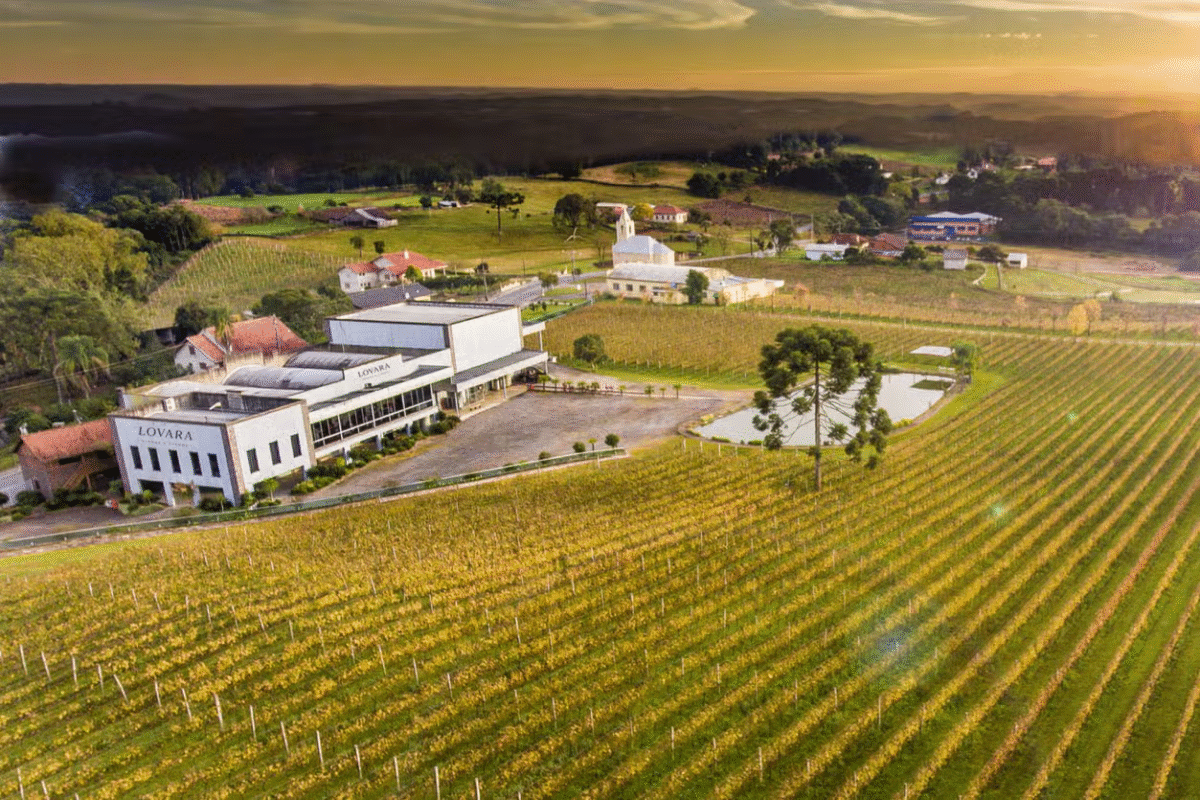 Tour Gran Reserva: Vale dos Vinhedos - Vinhos, Histórias & Degustações Inesquecíveis!