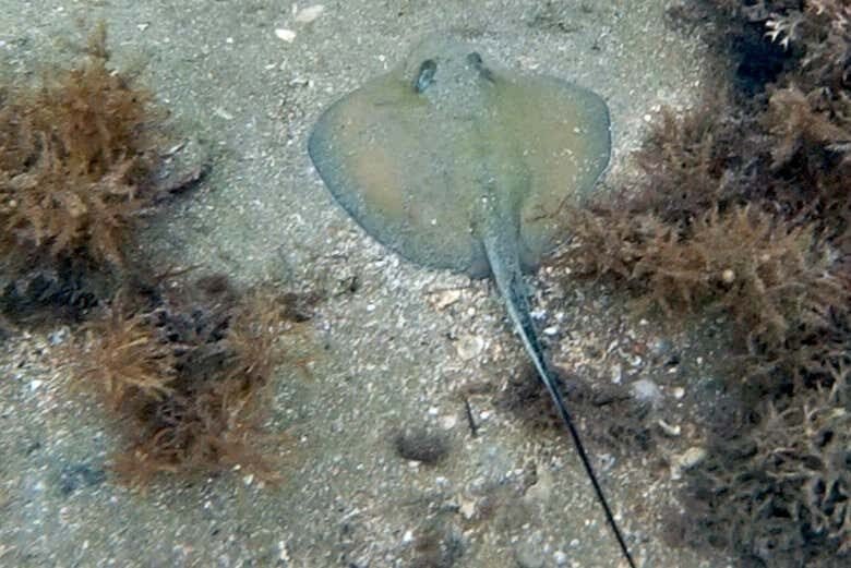 Batismo de Mergulho em Ilhabela: Explore o Fascinante Mundo Subaquático!