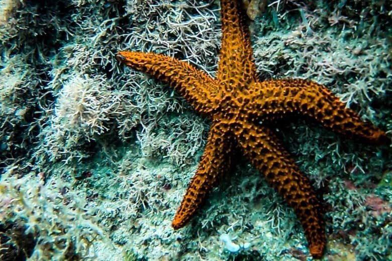 Batismo de Mergulho em Ilhabela: Explore o Fascinante Mundo Subaquático!