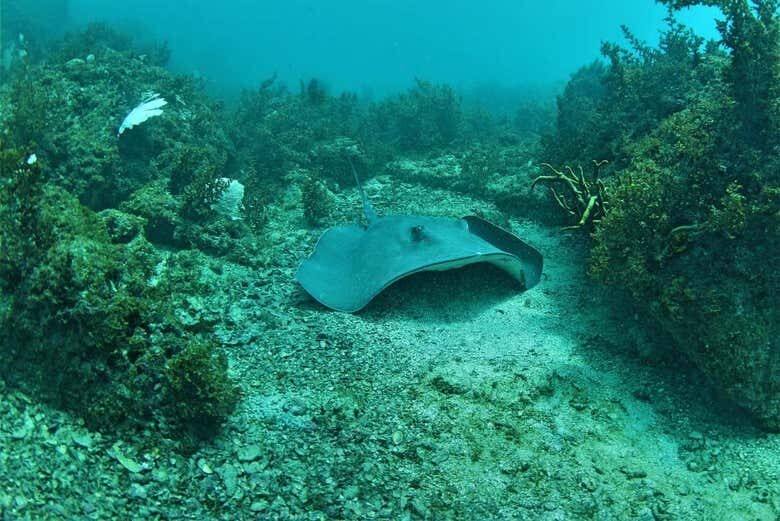 Explore o Fundo do Mar: Mergulho Incrível em Arraial do Cabo!