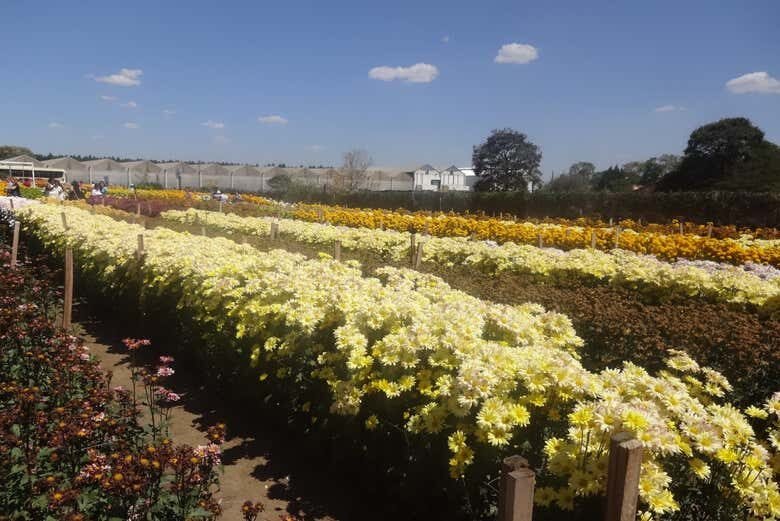 Explore a Charmosa Cidade das Flores em Holambra!