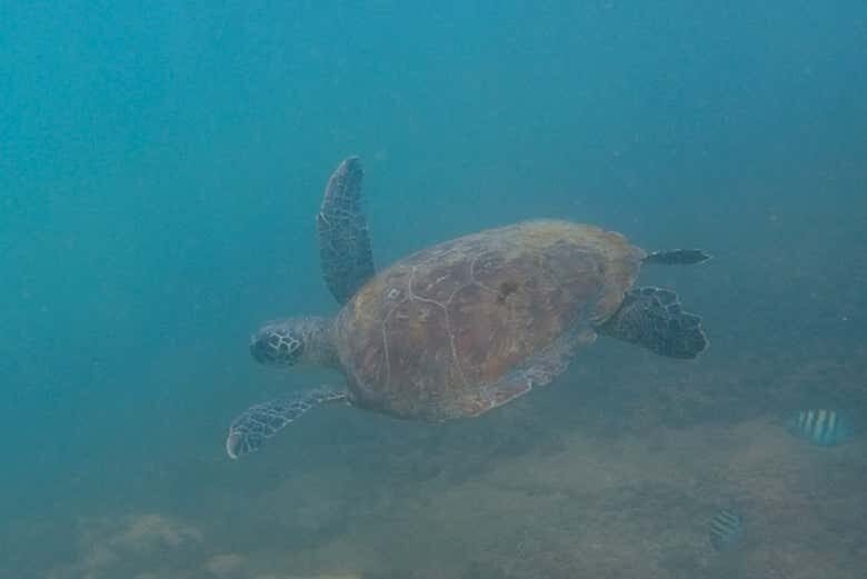 Descubra a Vida Marinha com Snorkel em Ilhabela: Aventura para Toda a Família!