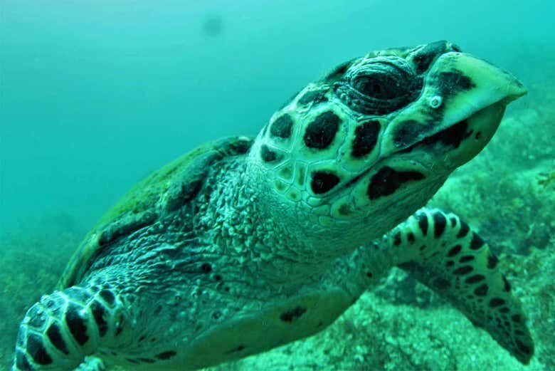 Explore o Fundo do Mar: Mergulho Incrível em Arraial do Cabo!