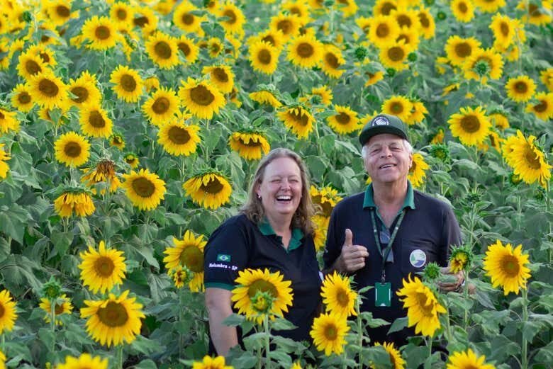 Descubra a Holanda Brasileira: Tour Completo por Holambra