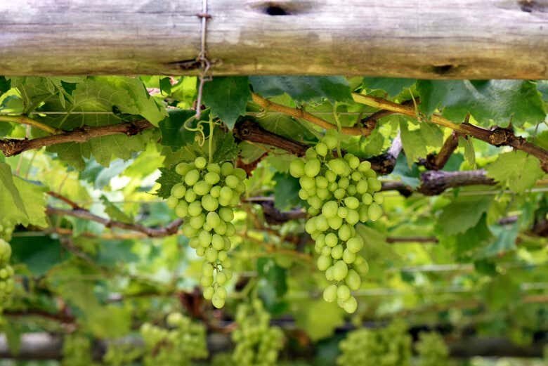 Explore as Vinícolas e Descubra os Sabores de São Roque: Excursão com Degustação e Compras!