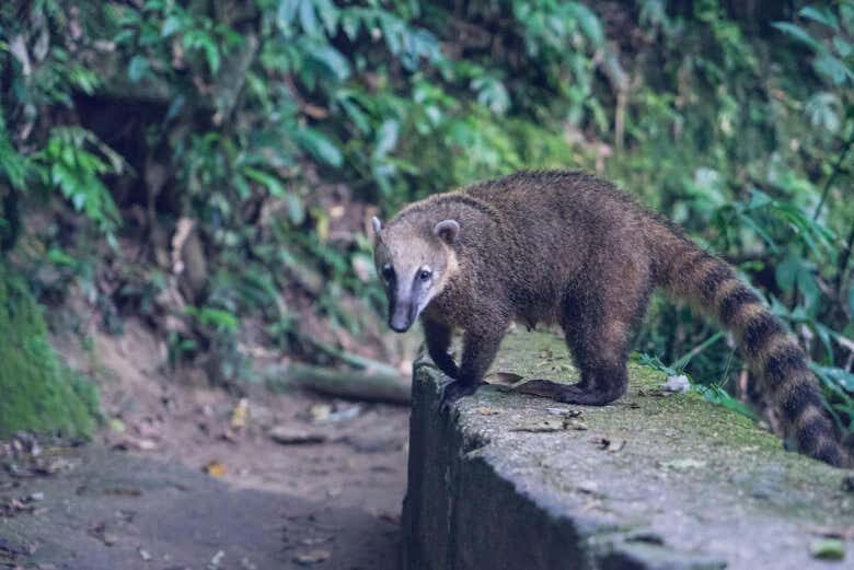 Trilha pelo Pico da Tijuca: Descubra a Natureza Exuberante do Rio de Janeiro!