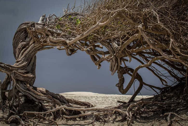 Expedição Jericoacoara: Dunas, Lagoas e Monumentos Naturais!