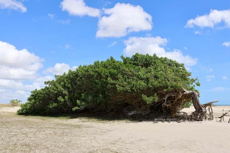 Bate-Volta Encantador a Jericoacoara + Pôr do Sol na Lagoa do Amâncio!