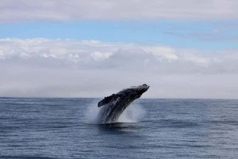 Avistamento de Baleias-Jubarte em Porto Seguro a Bordo de Escuna!