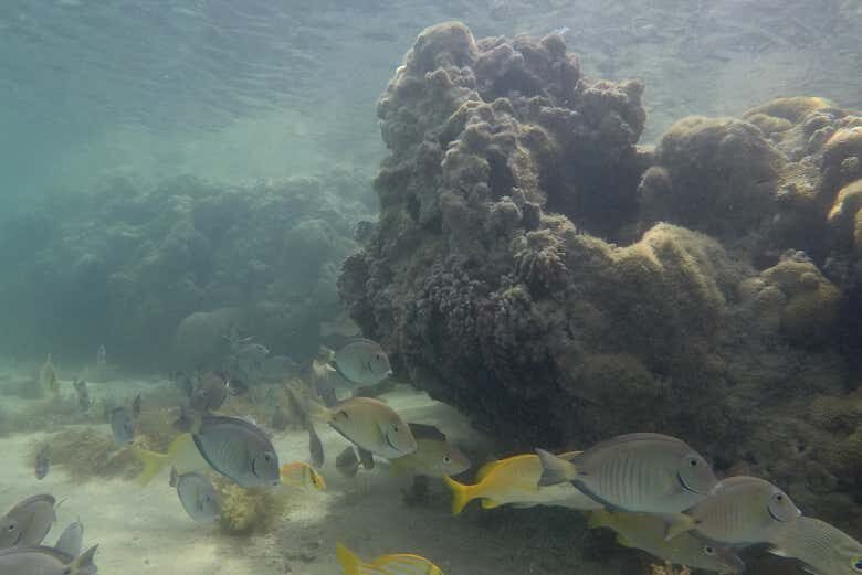 Explore o Paraíso Subaquático no Parque Marinho do Recife de Fora!