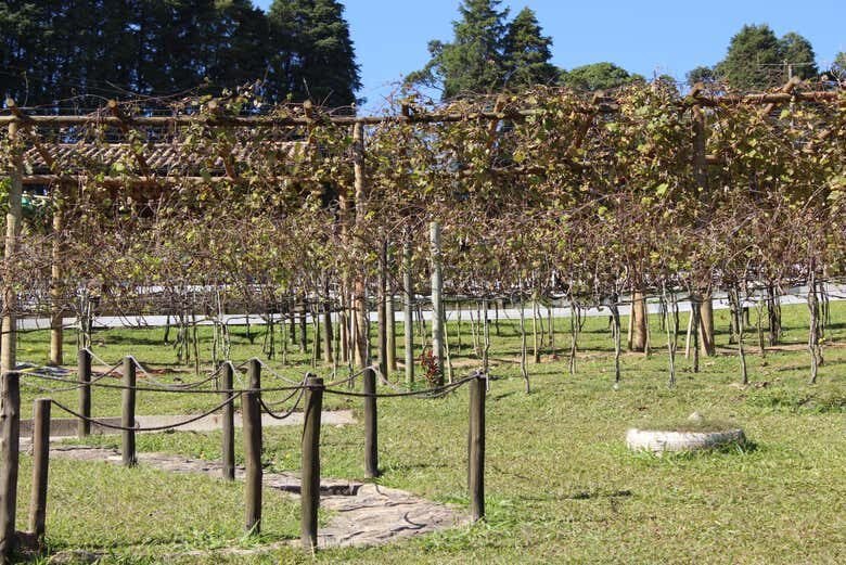 Excursão Privada saindo de São Paulo: Descubra as Belezas do Interior Paulista!