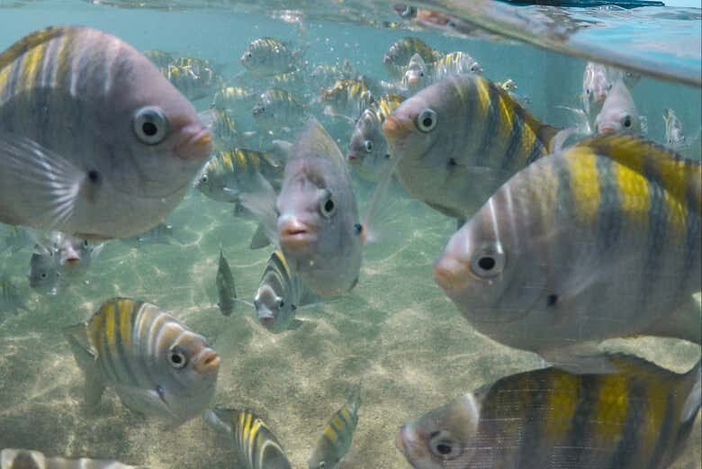Descubra o Fascinante Mundo Submarino com um Mergulho em Porto de Galinhas!