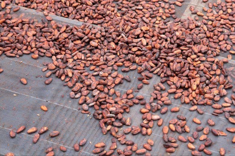 Experiência Imersiva na Famosa Fazenda de Cacau Vila Rosa na Bahia!