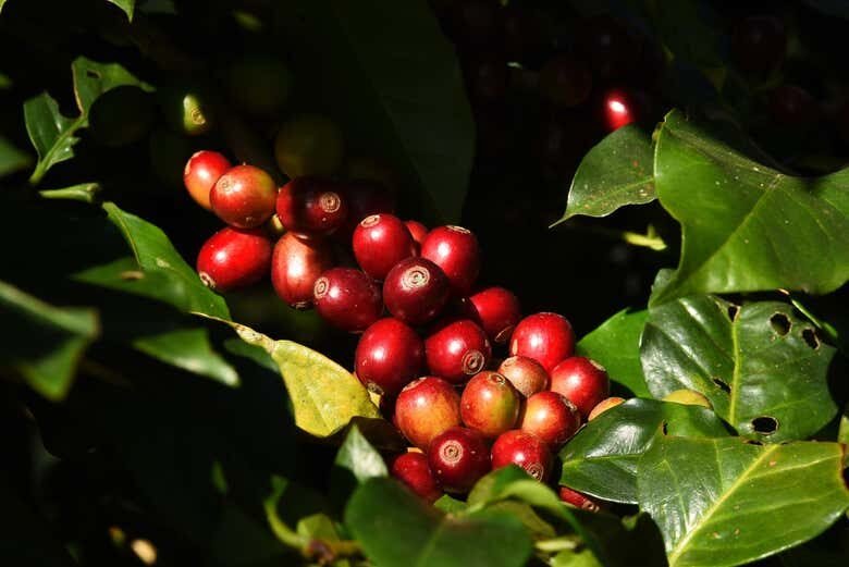 Visita à Fazenda Cafeeira Tozan: Uma Jornada Pelos Aromas e Sabores do Café!