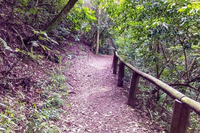 Trilha Privada pelo Parque Estadual do Jaraguá: Descubra a Selva Tropical em São Paulo!
