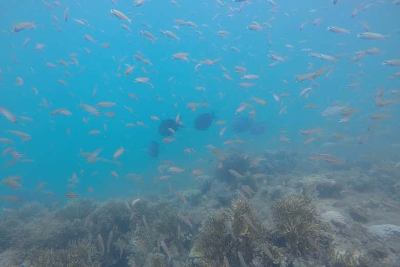 Explore o Paraíso Subaquático no Parque Marinho do Recife de Fora!