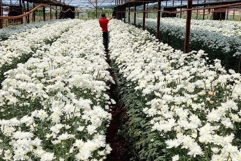 Tour por Holambra com Oficina de Pintura de Tamancos!