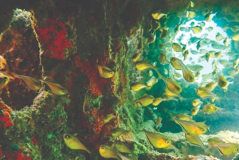 Exploração Subaquática: Mergulho nos Barcos Naufragados em Ilhabela!