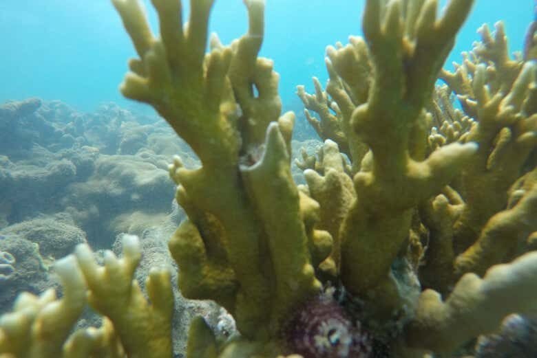 Explore o Paraíso Subaquático no Parque Marinho do Recife de Fora!