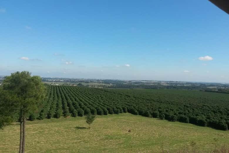 Visita à Fazenda Cafeeira Tozan: Uma Jornada Pelos Aromas e Sabores do Café!