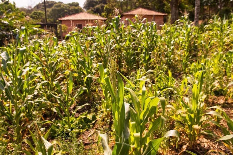 Explore a Cultura Guarani: Visita Privada à Tribo Tenondé Porã!
