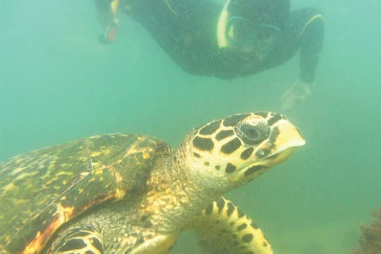 Aventura em Ilhabela: Tour 4x4 e Mergulho!