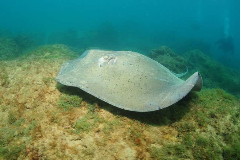 Mergulho Inesquecível em Fernando de Noronha: Explore o Naufrágio do Porto!