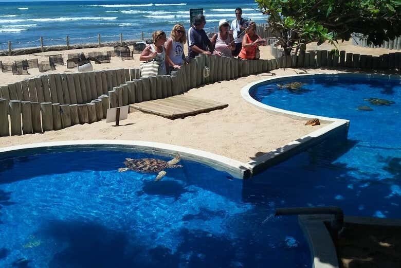 Excursão Inesquecível à Praia do Forte saindo de Aracaju