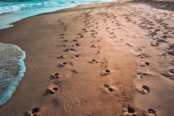 Excursão Inesquecível à Praia do Forte saindo de Aracaju
