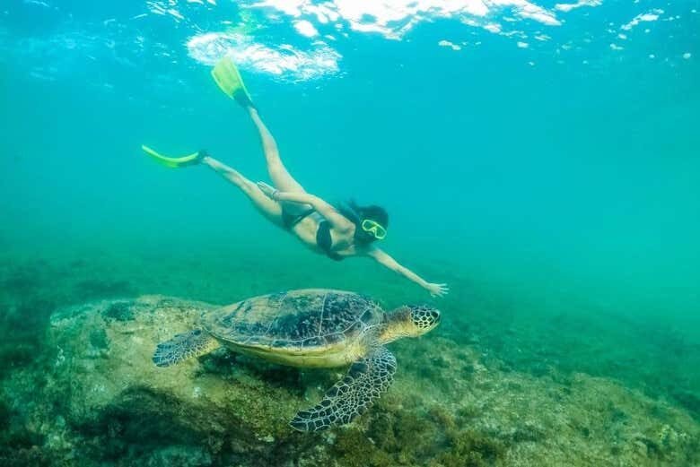 Descubra as Maravilhas de Fernando de Noronha com Este Tour Completo!