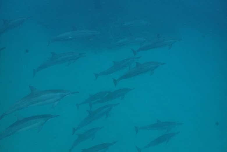 Explore as Piscinas Naturais de Fernando de Noronha com Snorkel!