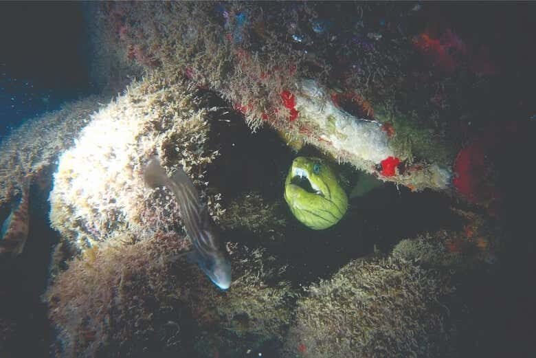 Mergulho Noturno em Ilhabela: Uma Aventura Subaquática Inesquecível!
