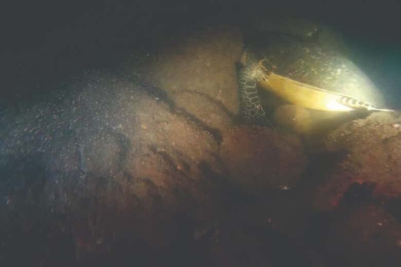 Mergulho Noturno em Ilhabela: Uma Aventura Subaquática Inesquecível!