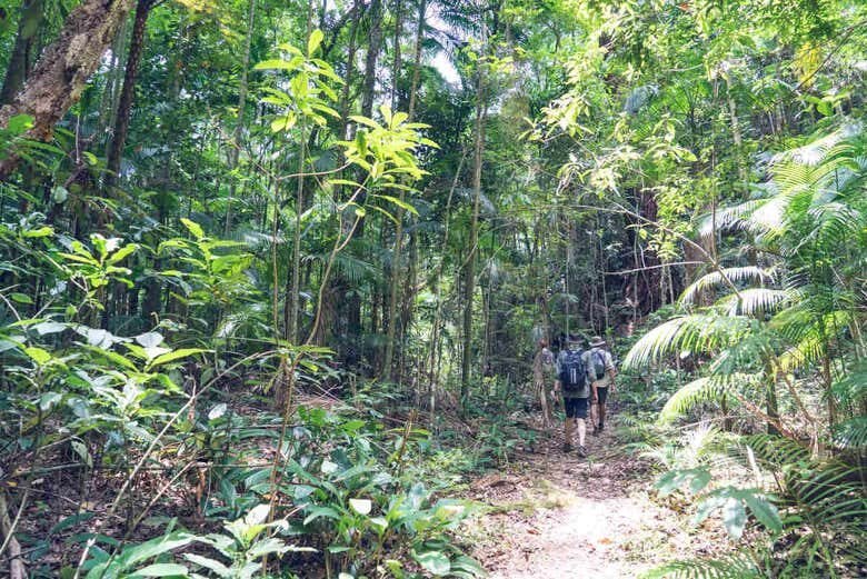 Trilha pelo Pico da Tijuca: Descubra a Natureza Exuberante do Rio de Janeiro!