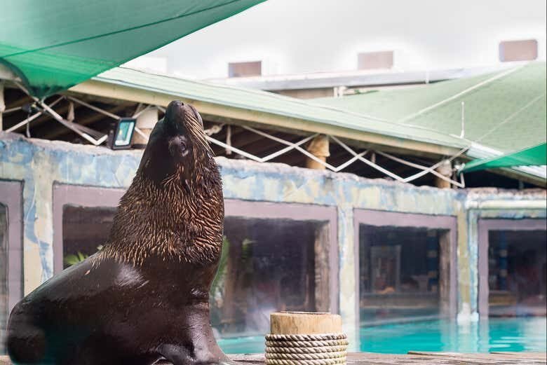 Aventura Subaquática: Vivencie o Aquário de São Paulo de Perto!