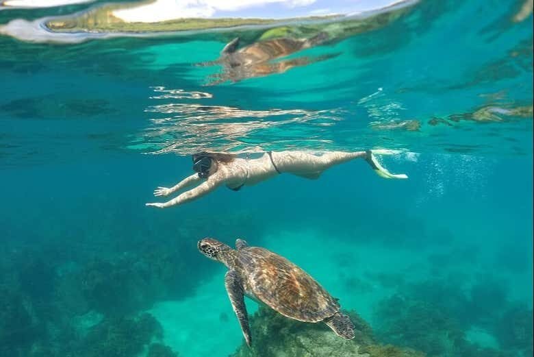 Descubra as Maravilhas de Fernando de Noronha com Este Tour Completo!