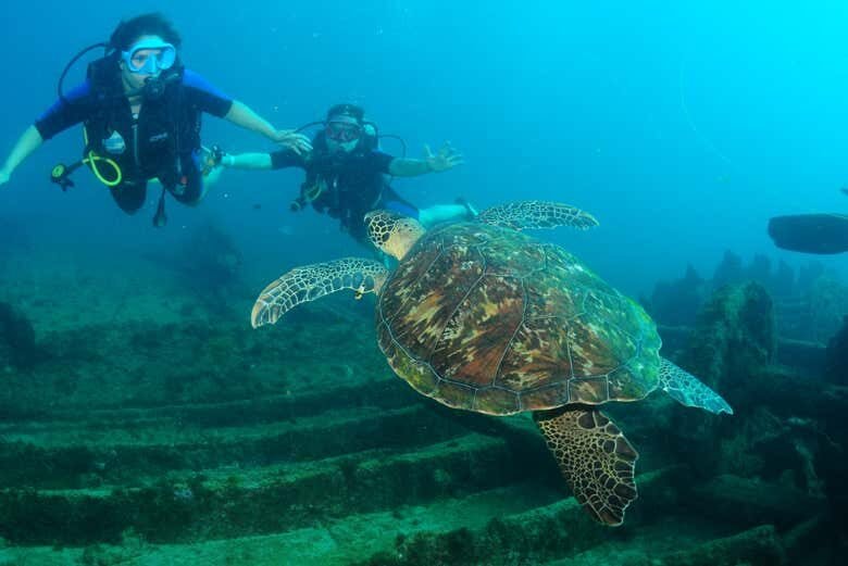 Mergulho Inesquecível em Fernando de Noronha: Explore o Naufrágio do Porto!