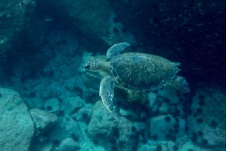 Explore as Maravilhas das Ilhas da Tijuca: Passeio de Lancha com Snorkel Incluso!
