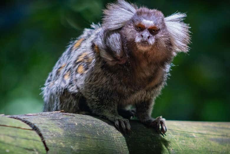 Trilha Privada pelo Parque Estadual do Jaraguá: Descubra a Selva Tropical em São Paulo!
