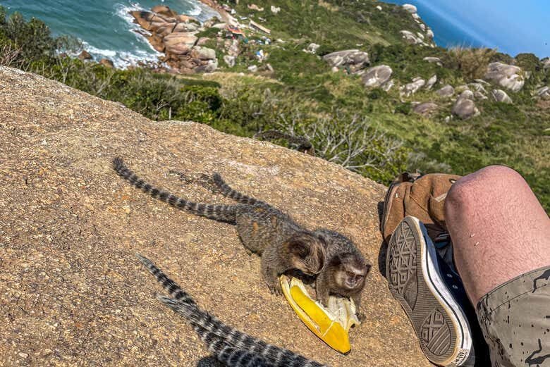 Trilha do Gravatá: Praia Escondida e Natureza Selvagem em Floripa!