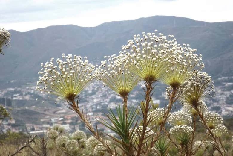 Aventura Natural: Tour pelo Pico do Itacolomi em Ouro Preto!