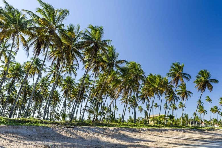 Passeio a Cavalo pela Ilha de Tinharé: Aventura e Beleza Natural em Morro de São Paulo!