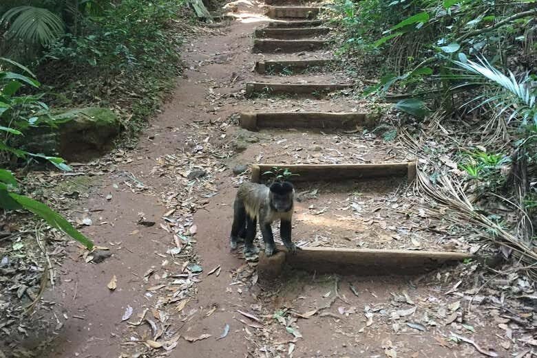 Trilha para o Pico do Jaraguá: Aventura no Ponto Mais Alto de São Paulo!